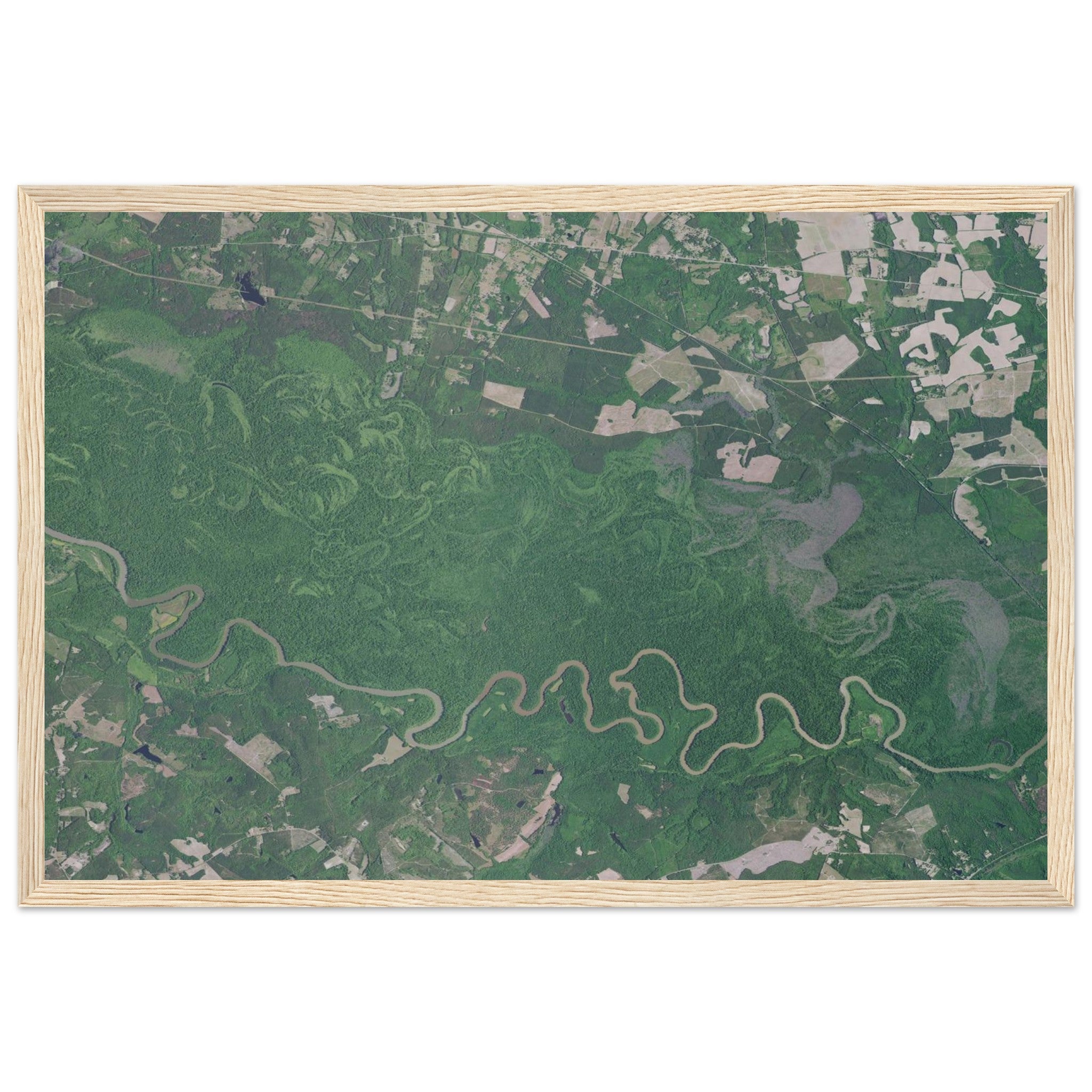 Congaree National Park Natural Earth Print - Ink And Atlas
