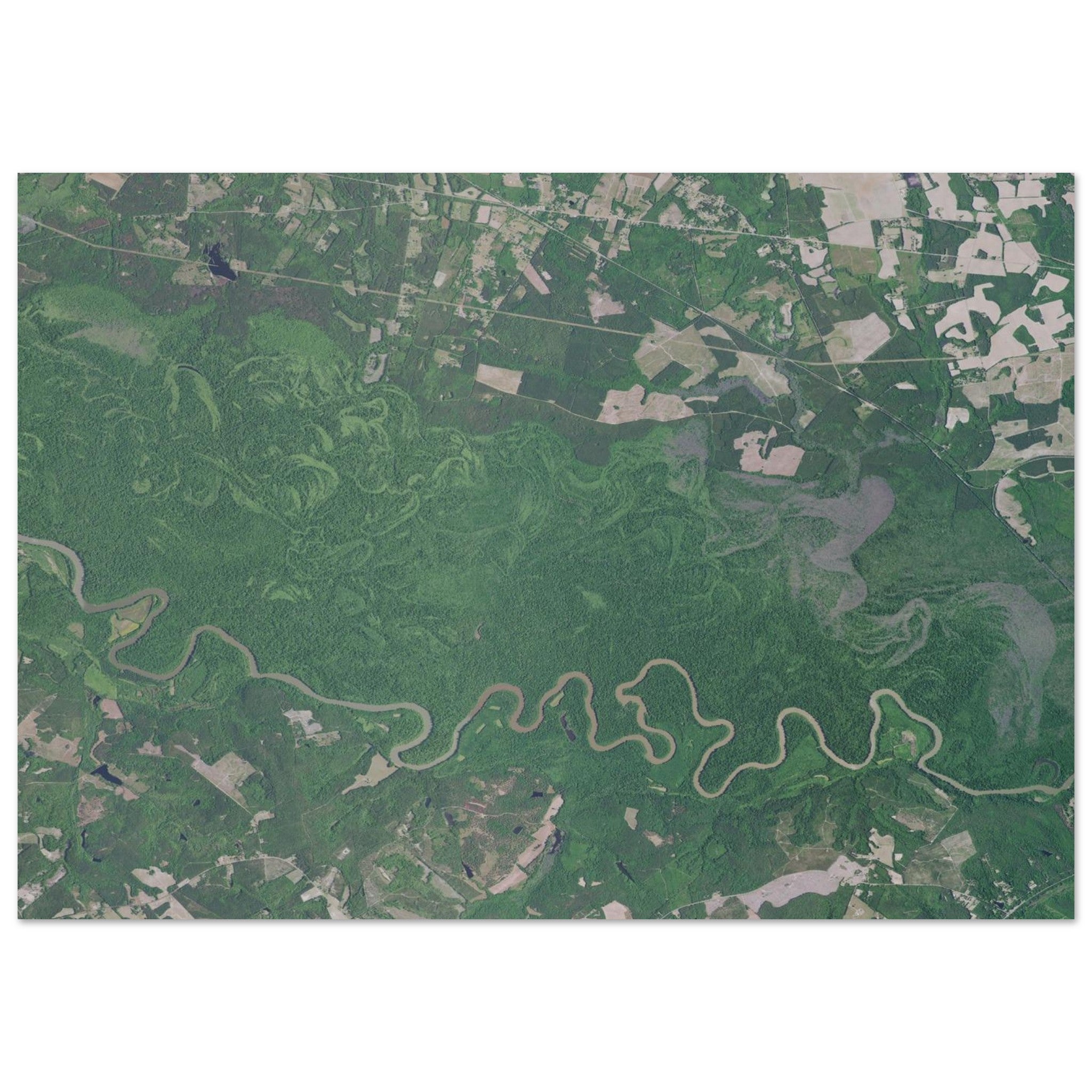 Congaree National Park Natural Earth Print - Ink And Atlas