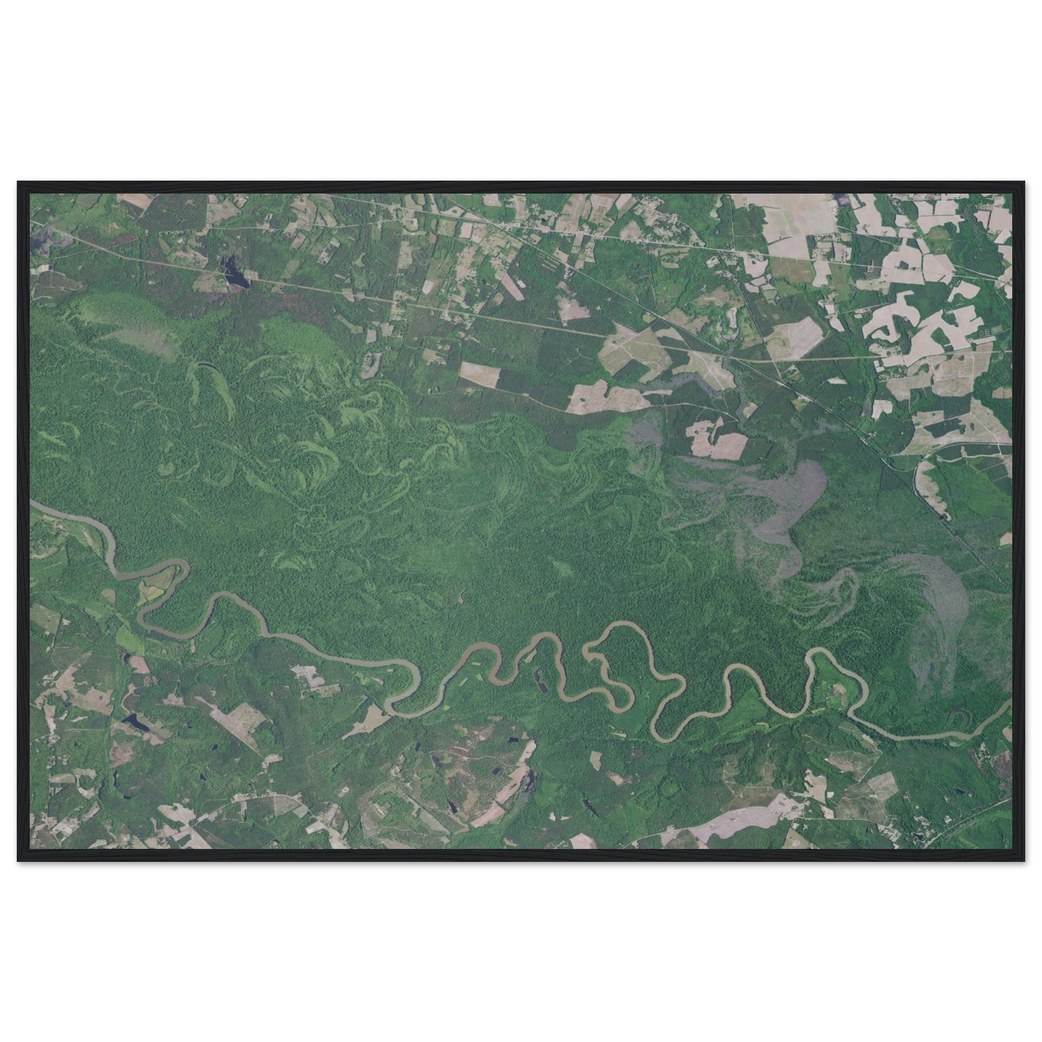 Congaree National Park Natural Earth Print - Ink And Atlas