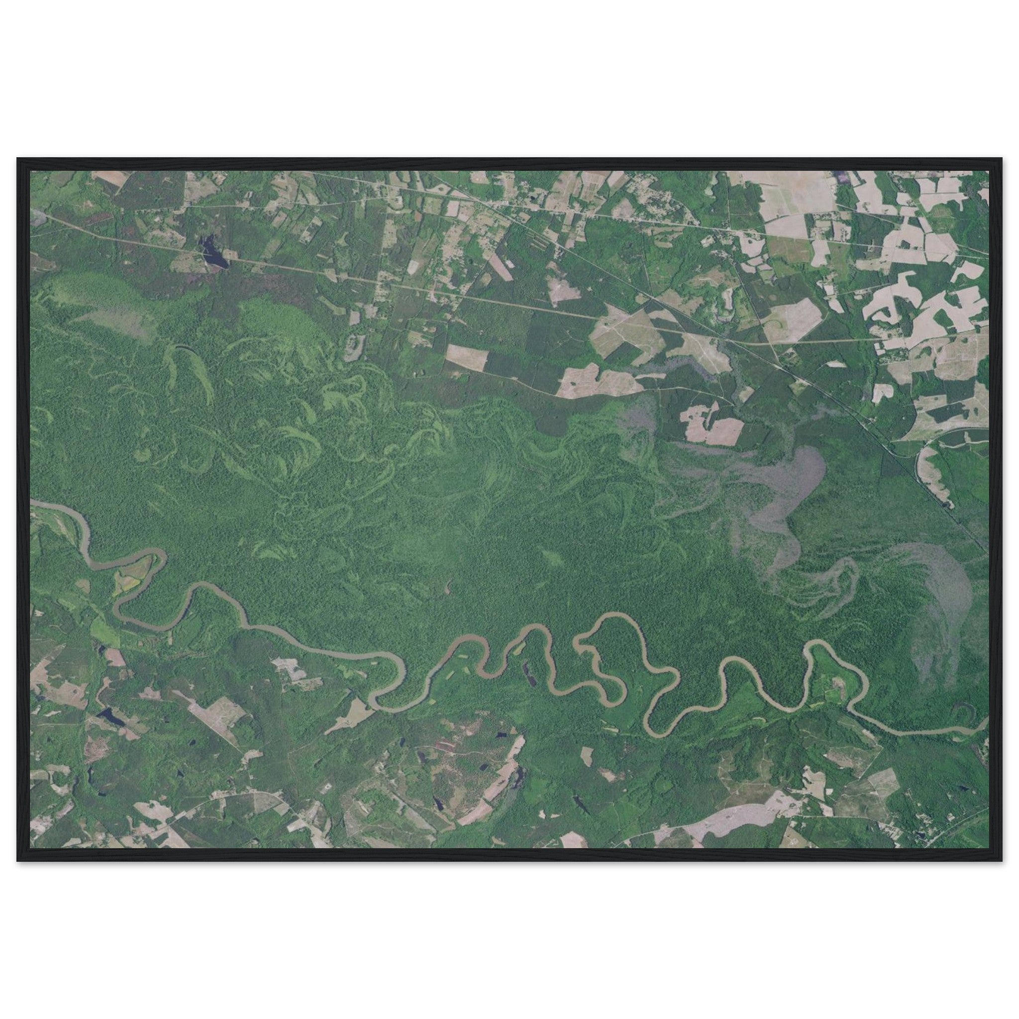 Congaree National Park Natural Earth Print - Ink And Atlas