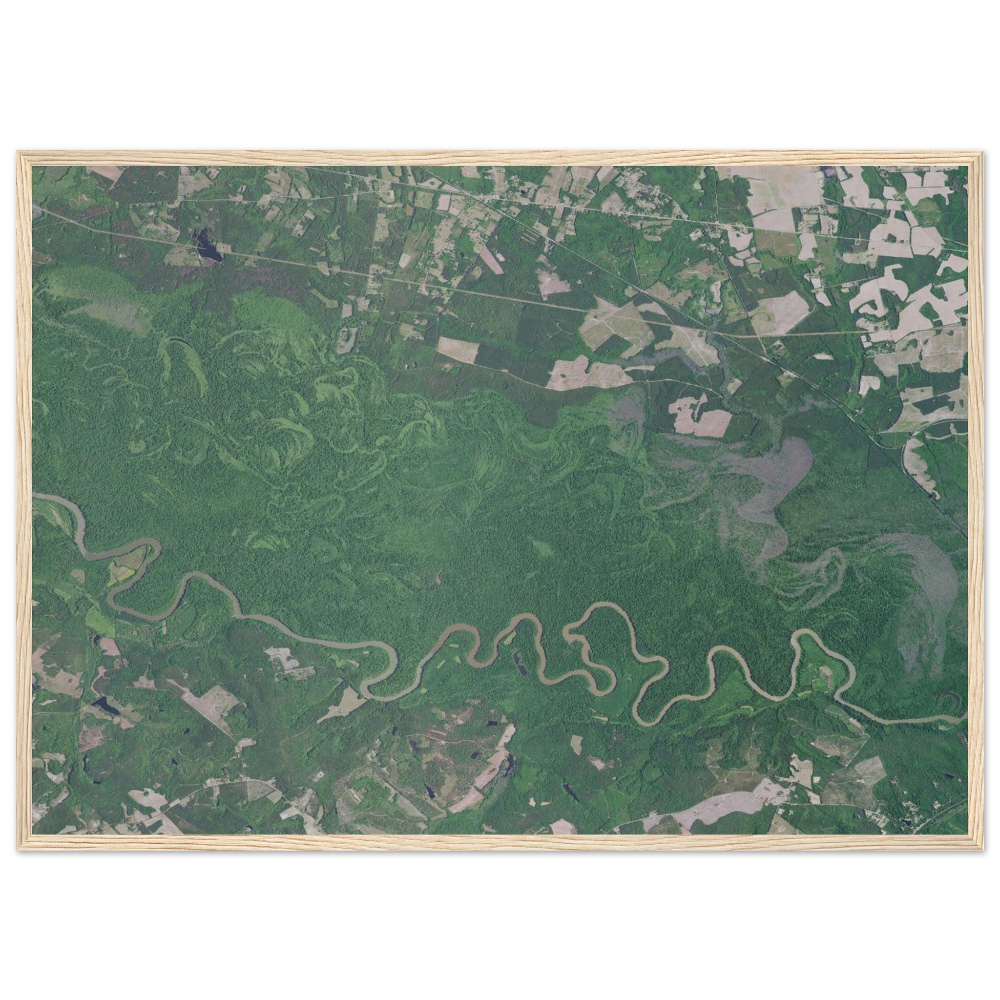 Congaree National Park Natural Earth Print - Ink And Atlas