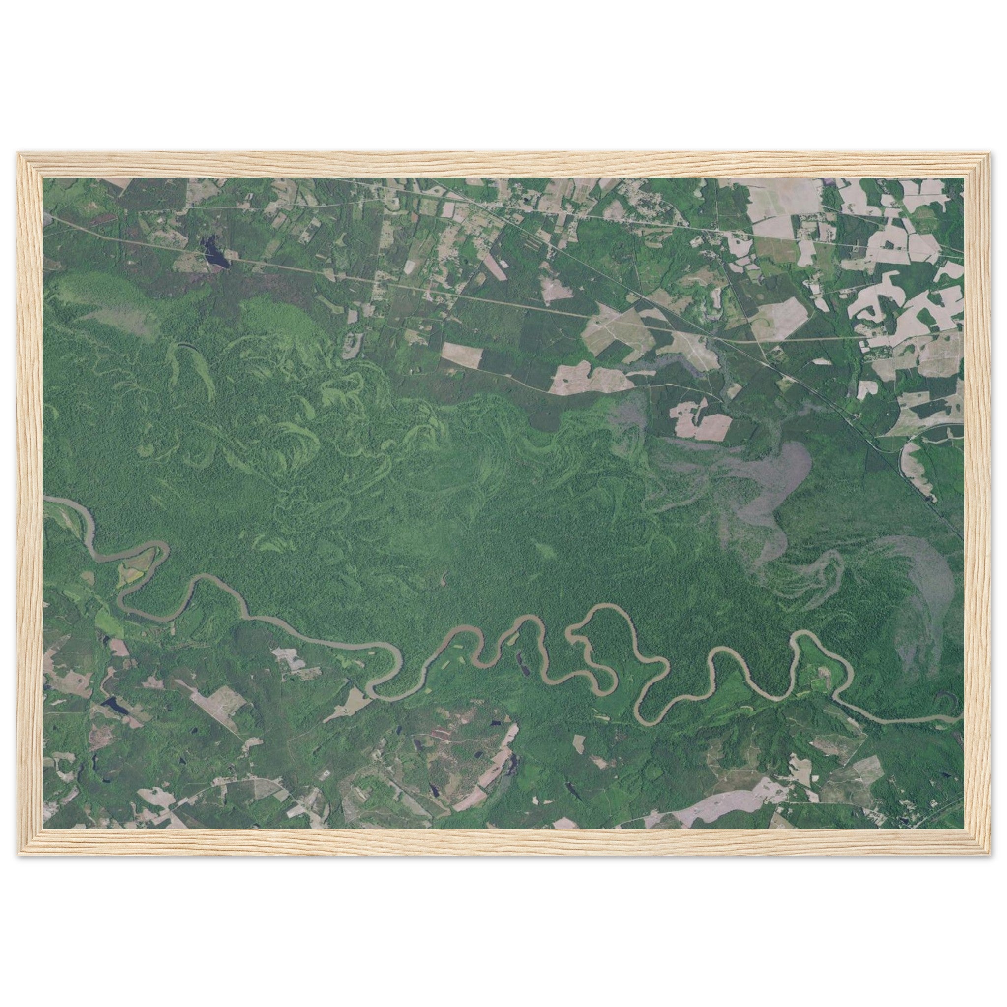 Congaree National Park Natural Earth Print - Ink And Atlas