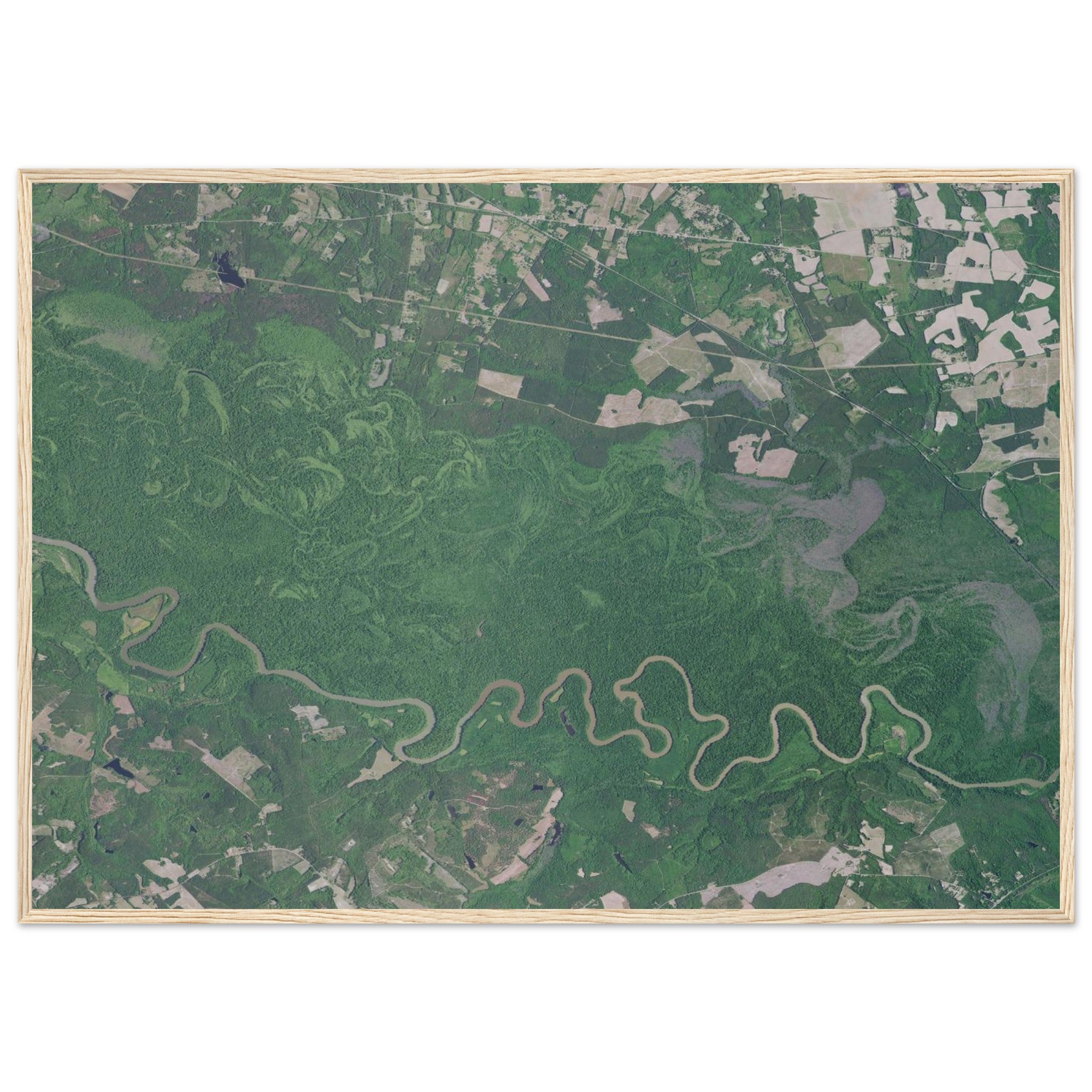 Congaree National Park Natural Earth Print - Ink And Atlas