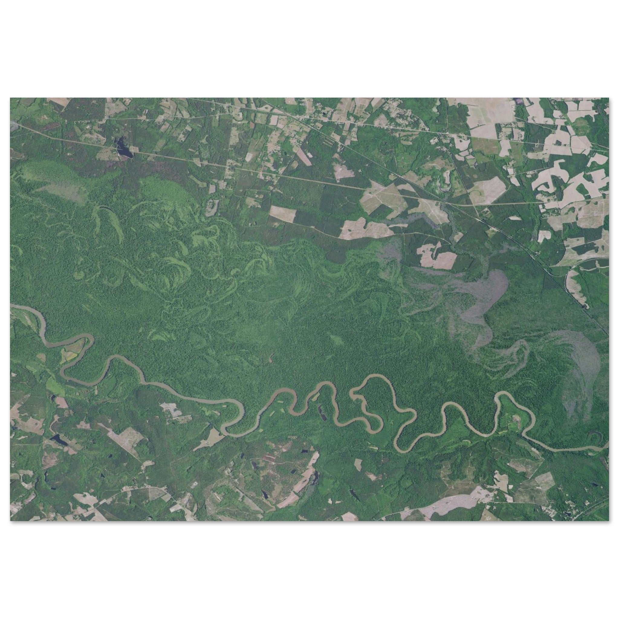 Congaree National Park Natural Earth Print - Ink And Atlas