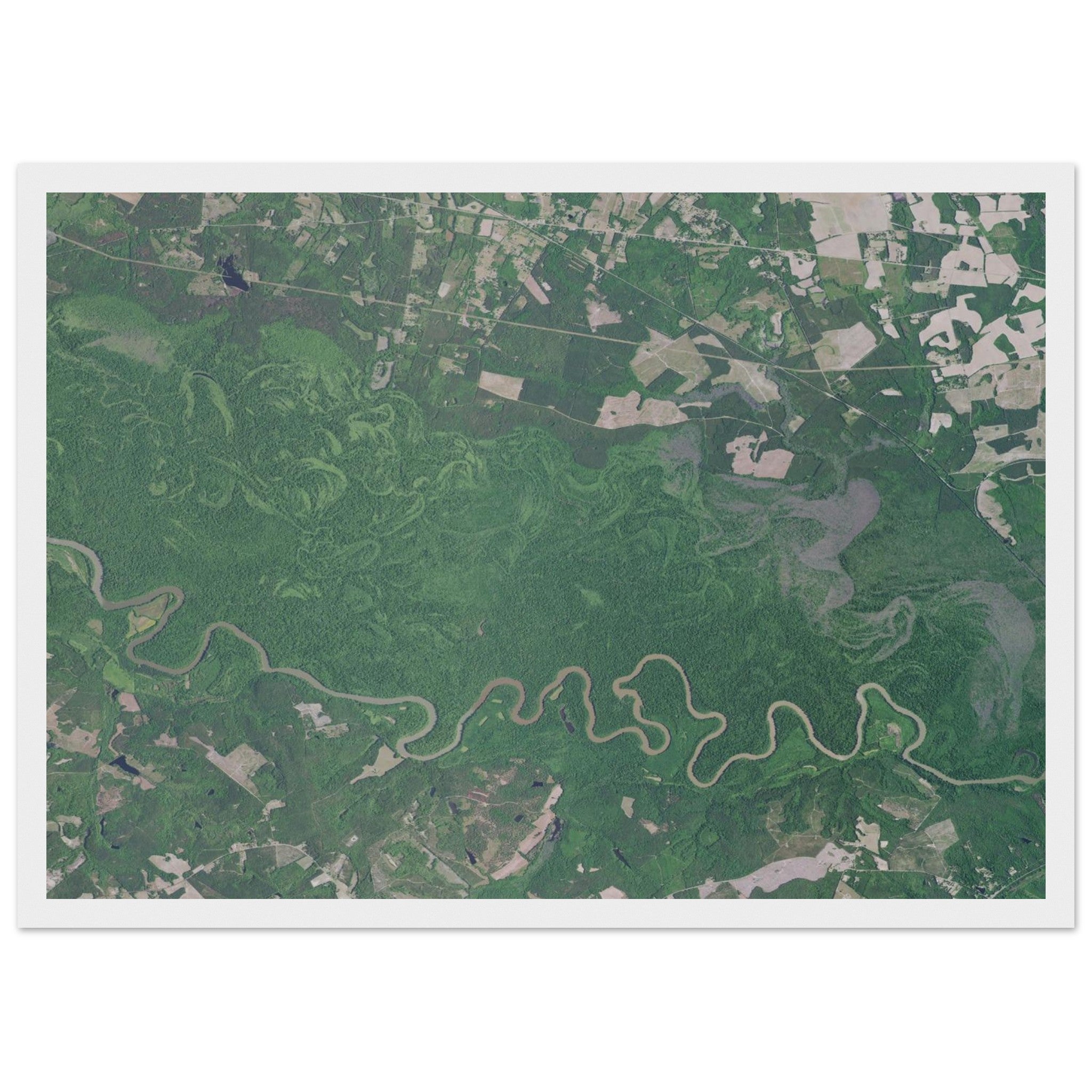 Congaree National Park Natural Earth Print - Ink And Atlas