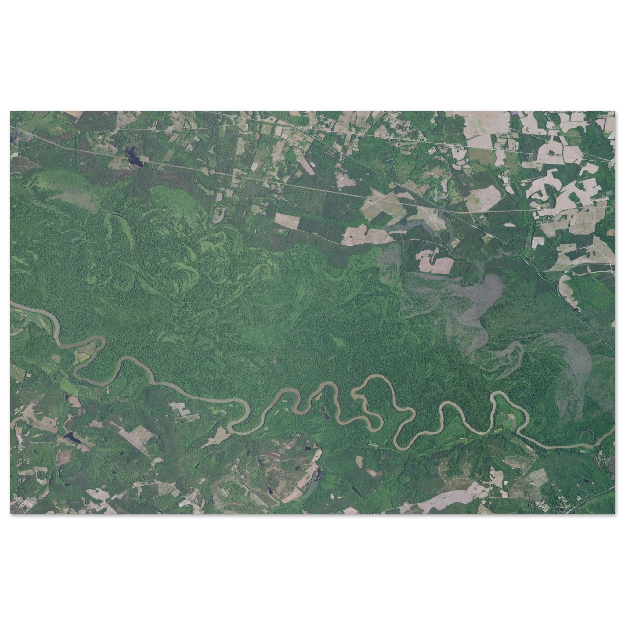 Congaree National Park Natural Earth Print - Ink And Atlas