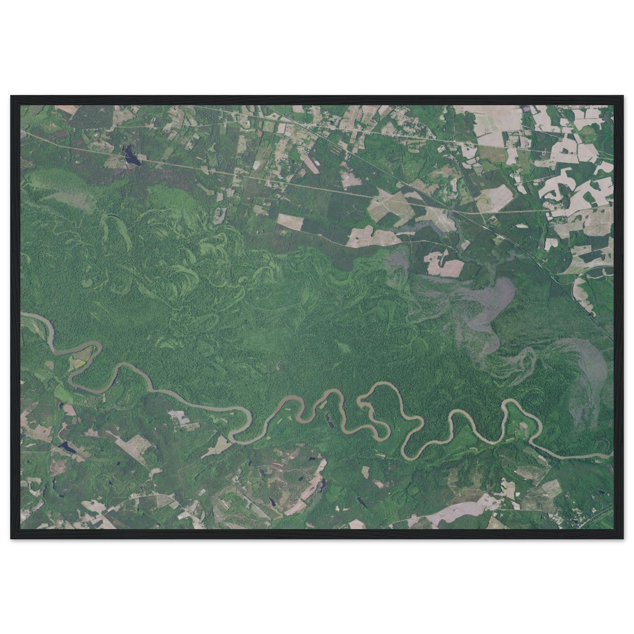 Congaree National Park Natural Earth Print - Ink And Atlas
