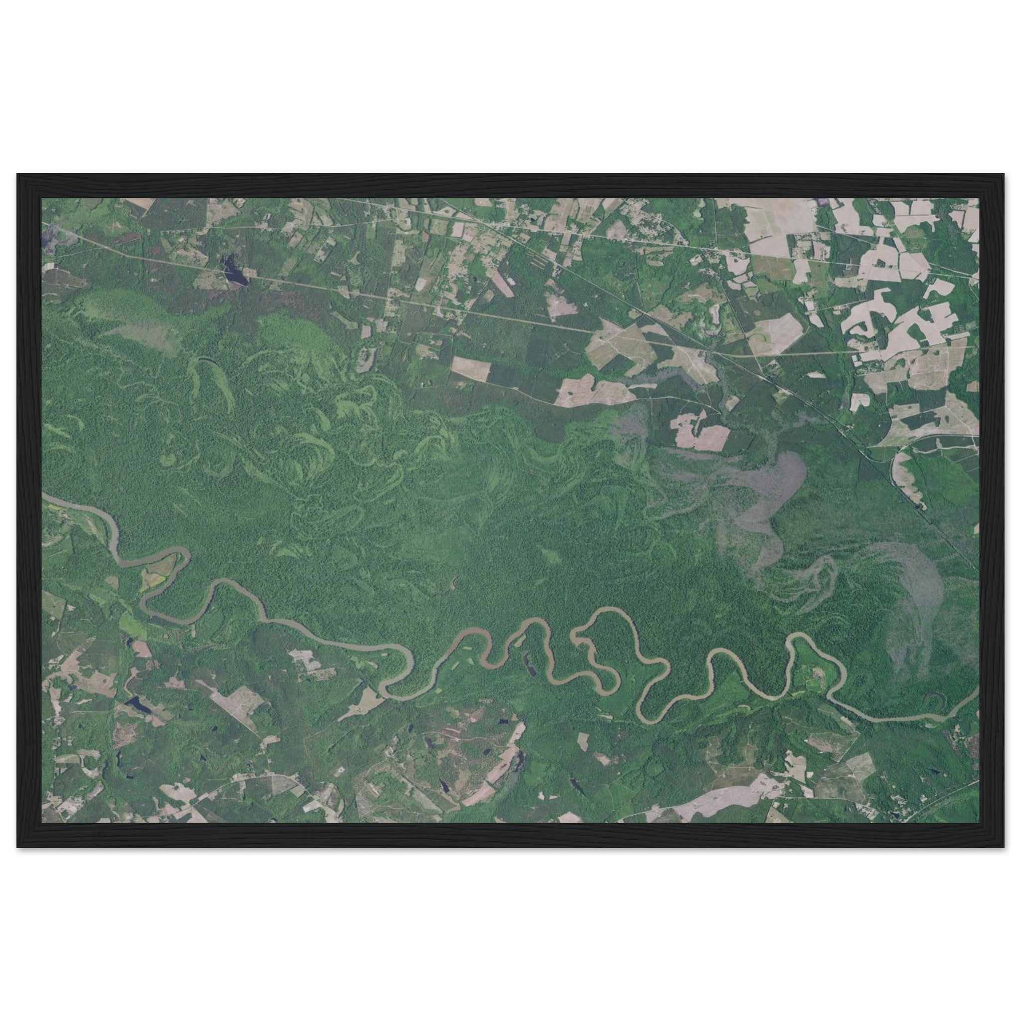 Congaree National Park Natural Earth Print - Ink And Atlas