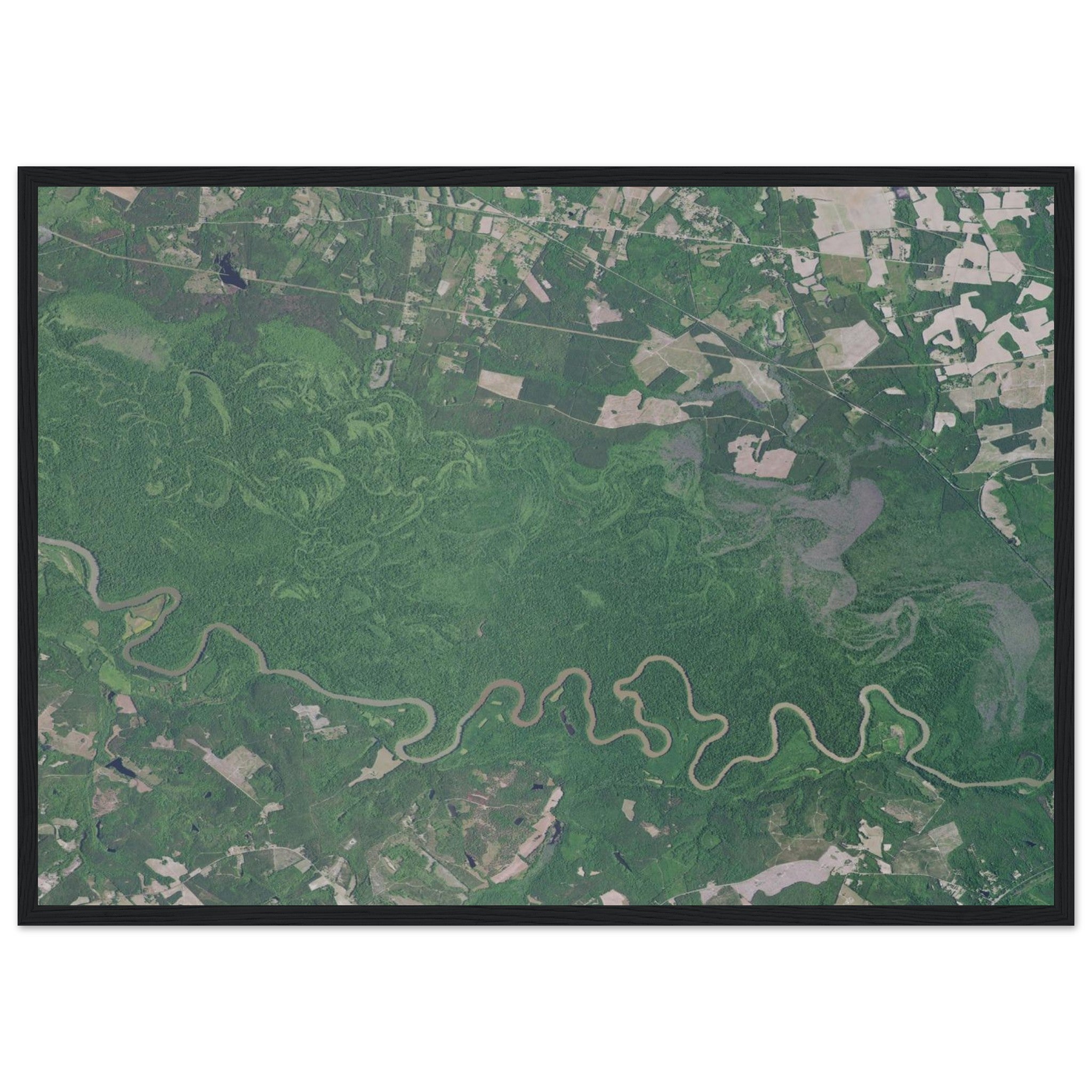 Congaree National Park Natural Earth Print - Ink And Atlas
