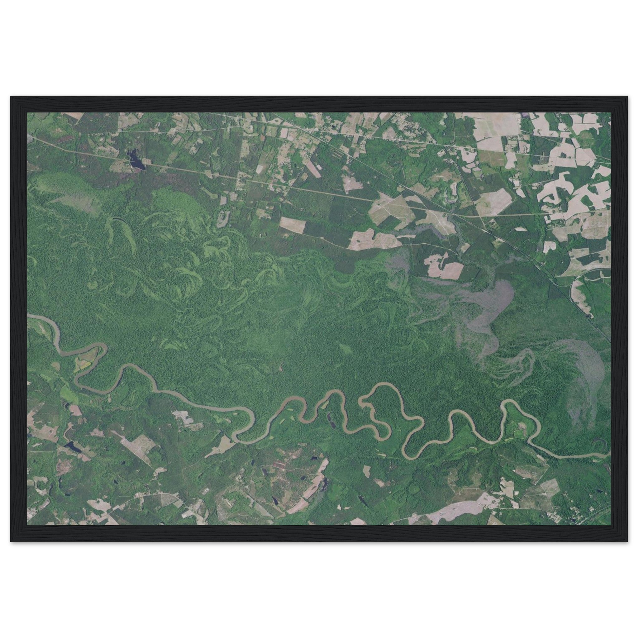Congaree National Park Natural Earth Print - Ink And Atlas