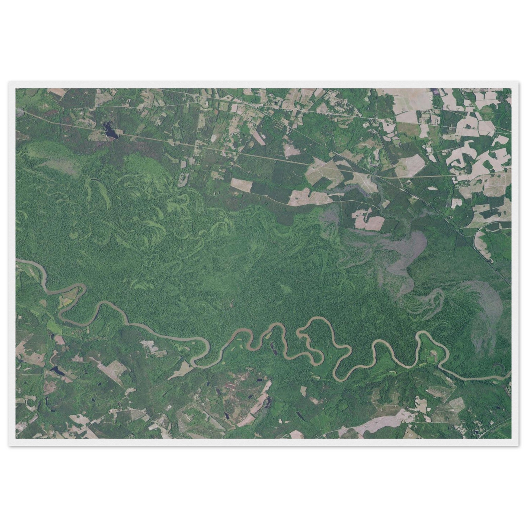 Congaree National Park Natural Earth Print - Ink And Atlas