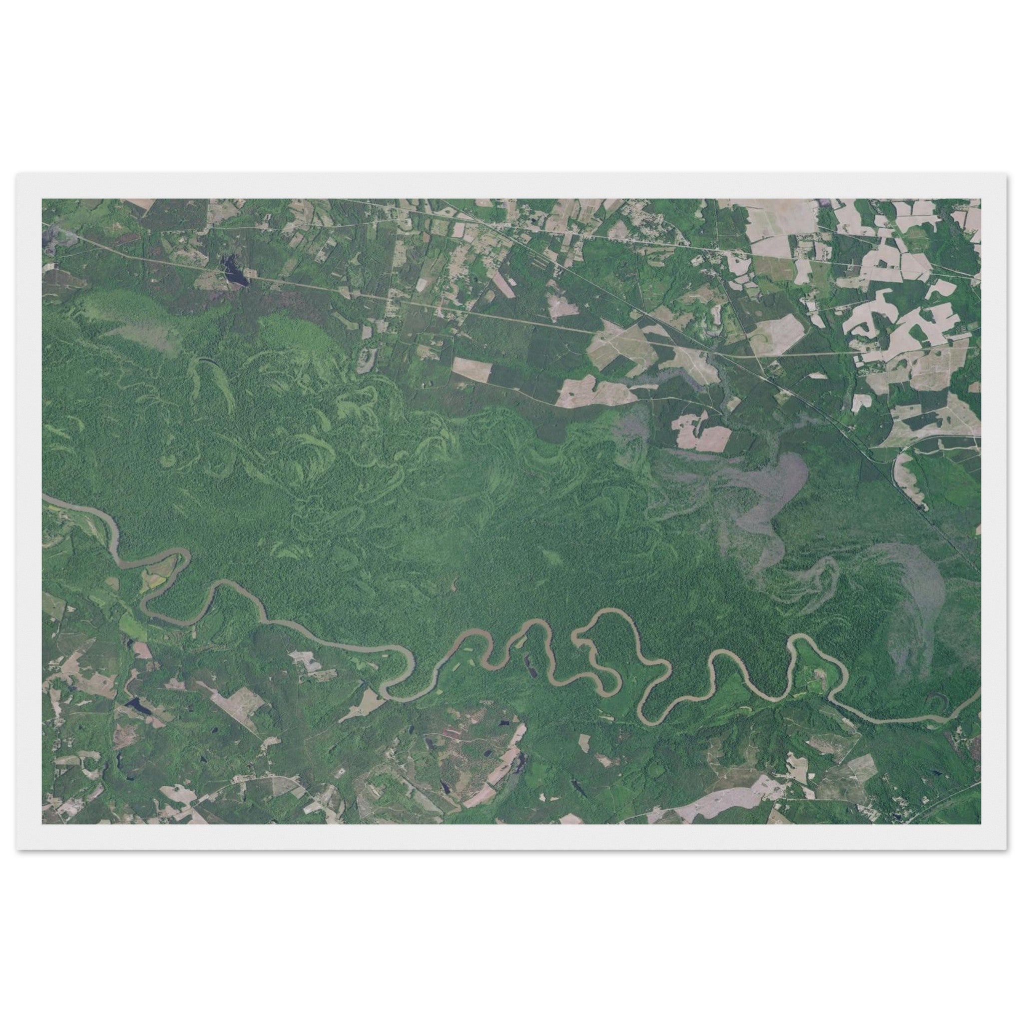 Congaree National Park Natural Earth Print - Ink And Atlas