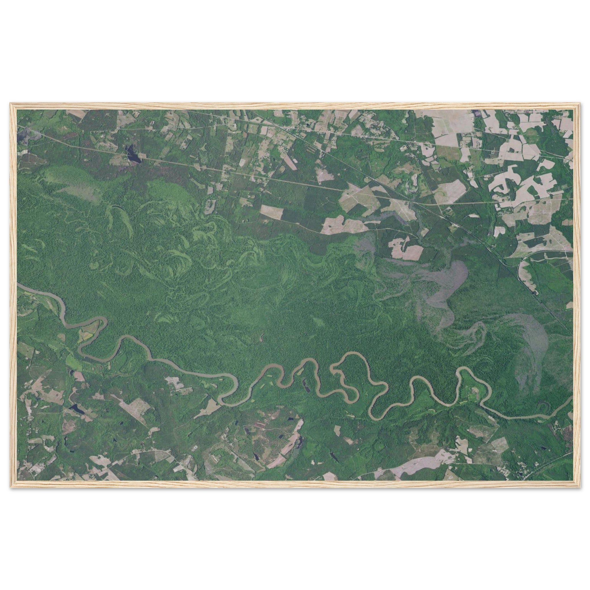 Congaree National Park Natural Earth Print - Ink And Atlas