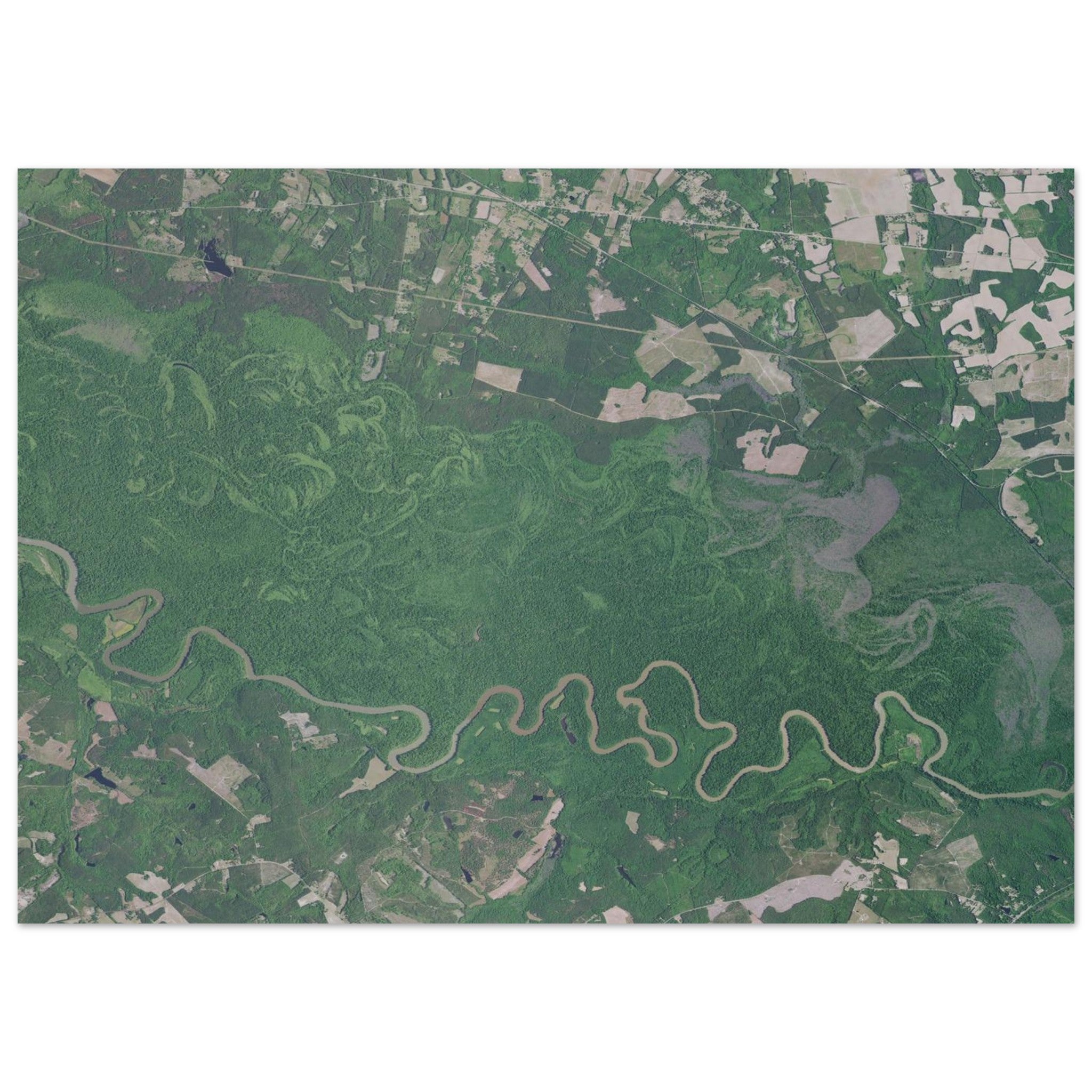 Congaree National Park Natural Earth Print - Ink And Atlas
