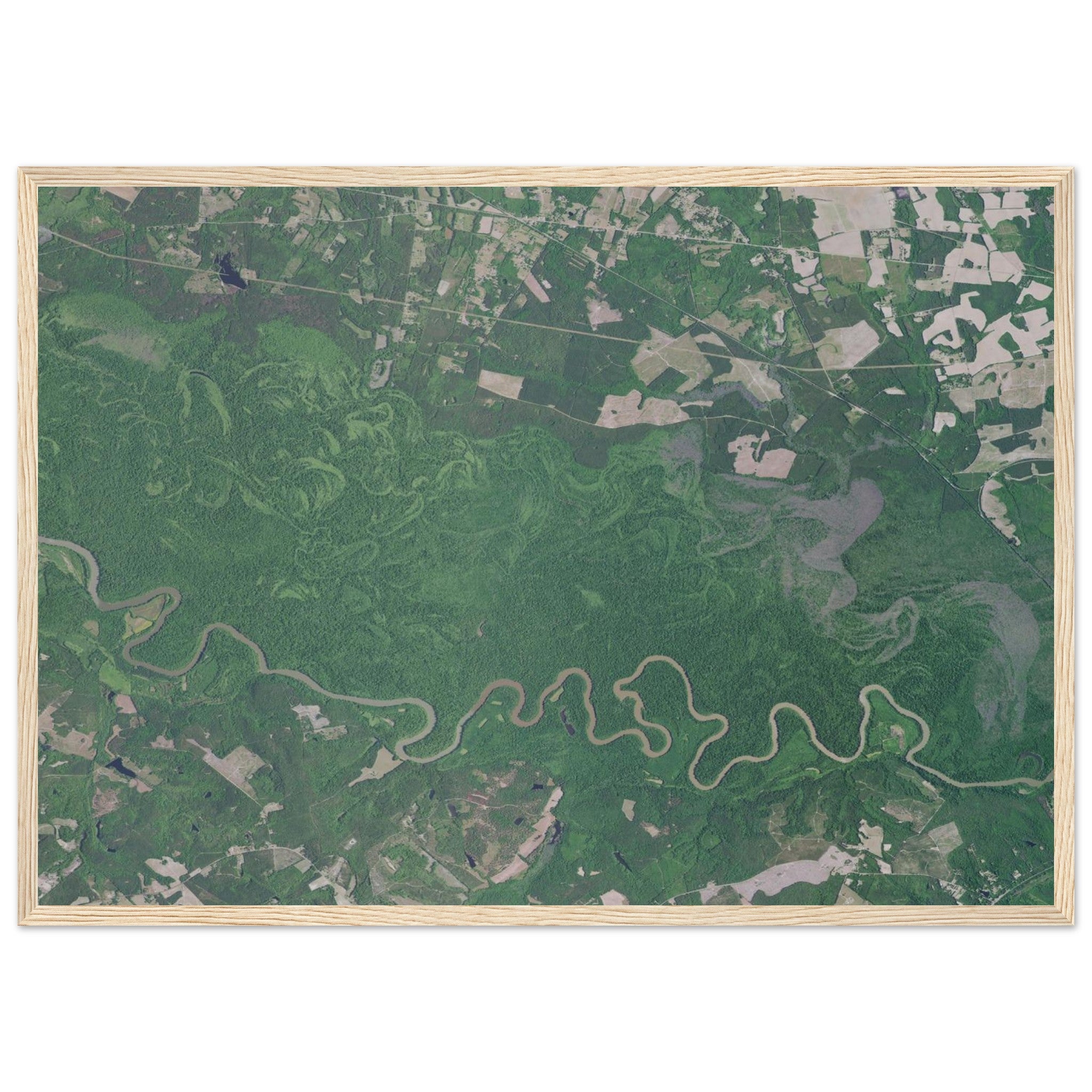 Congaree National Park Natural Earth Print - Ink And Atlas