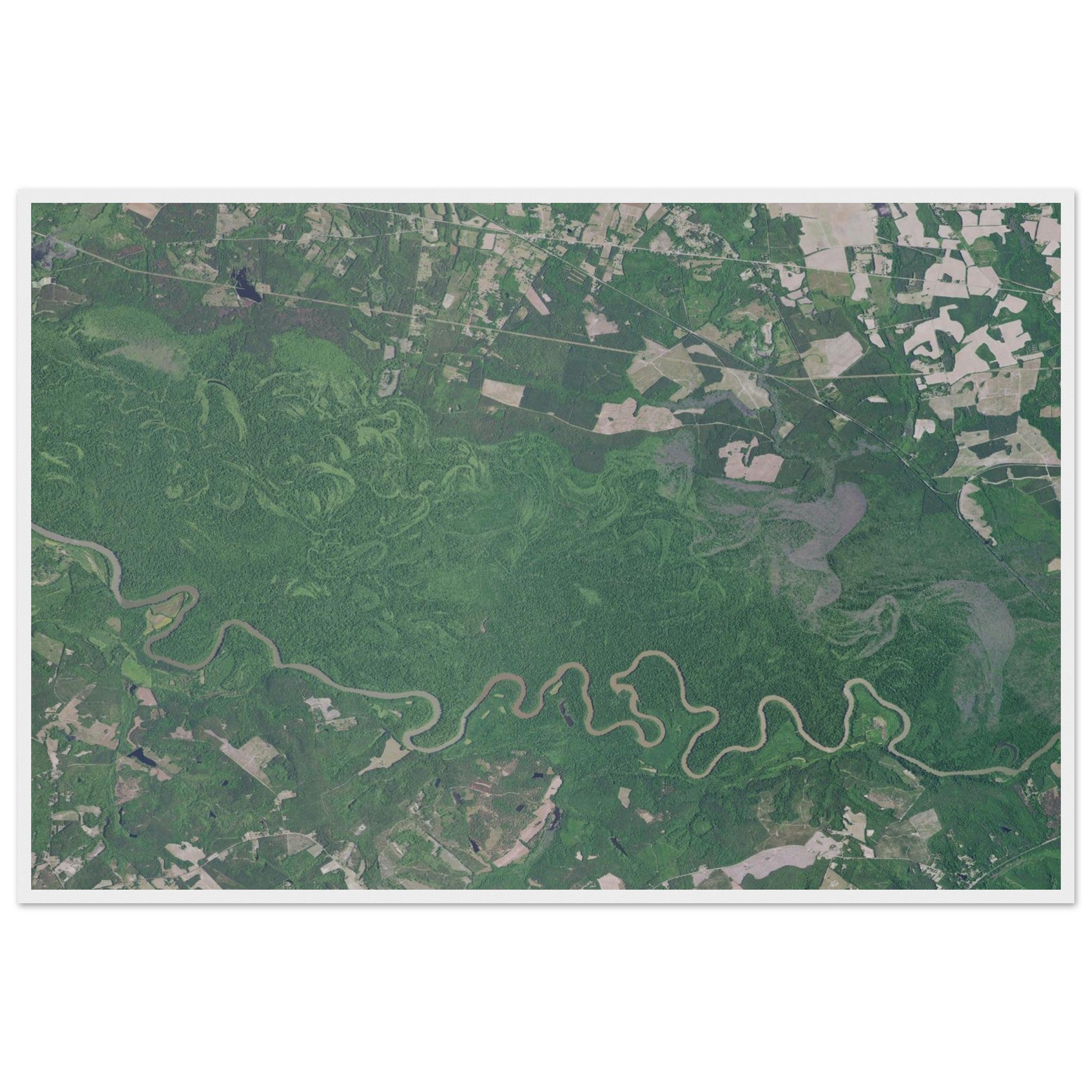 Congaree National Park Natural Earth Print - Ink And Atlas