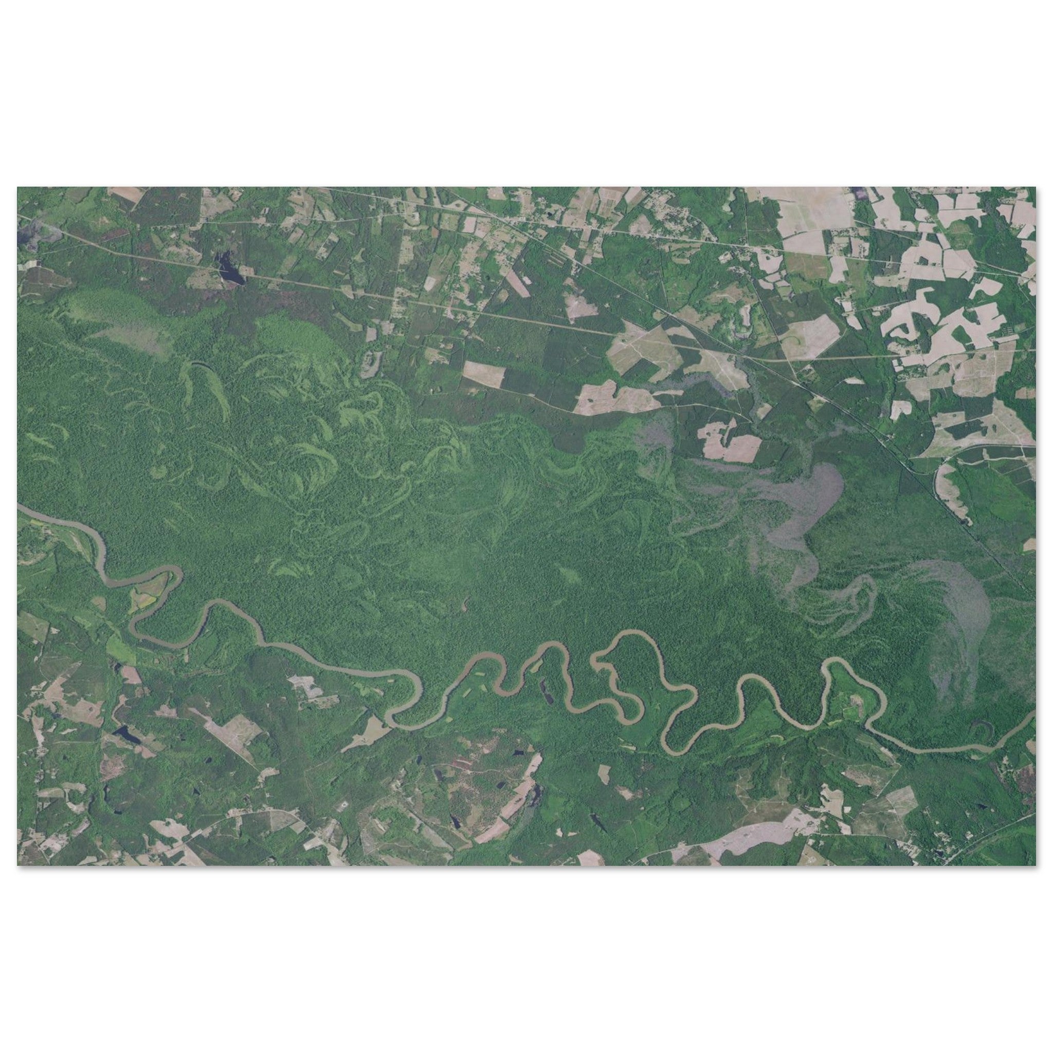 Congaree National Park Natural Earth Print - Ink And Atlas