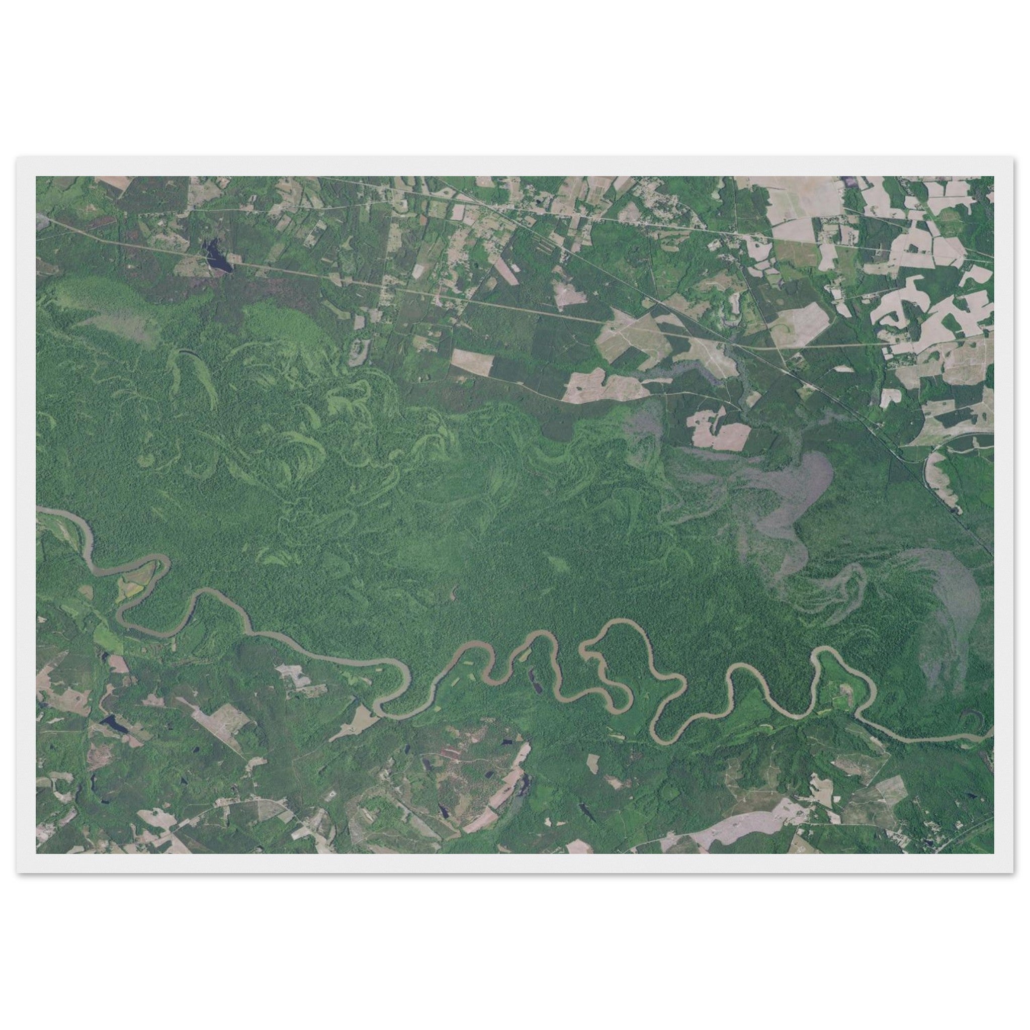 Congaree National Park Natural Earth Print - Ink And Atlas